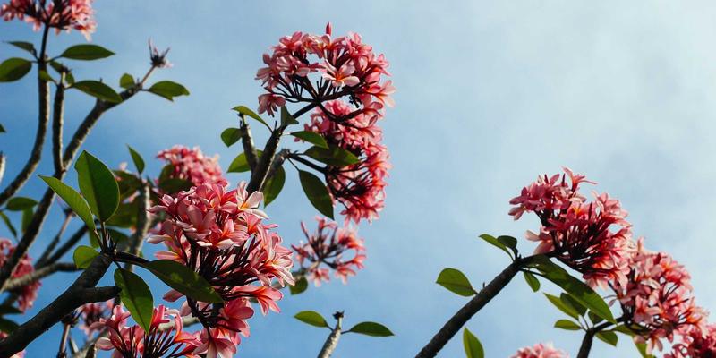 曼哈顿水龙头51:揭秘调酒艺术中的经典配方与创新演绎